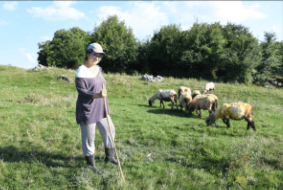 Master ekonomista Milica Ćirić čuva vekovnu tradiciju napasajući ovce na Staroj planini